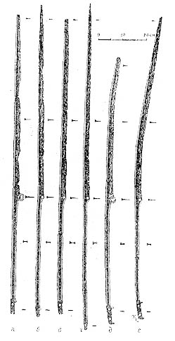Images of 6 Rhomphaia, scale bar represents 20cm